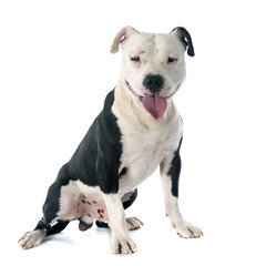 american staffordshire terrier