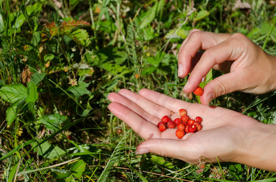 hand palm gather pick wild strawberry in meadow