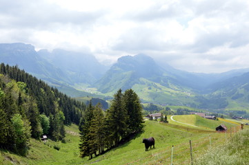 Fototapeta na wymiar cow on Appenzell