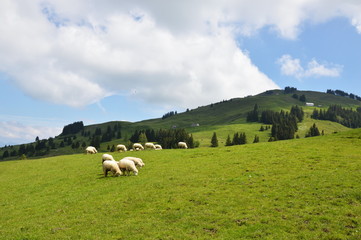 Fototapeta premium sheep on Appenzell