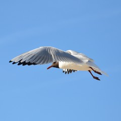 Möwe im Flug