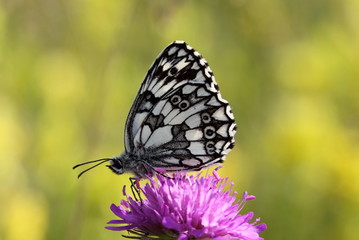 Obraz premium The Marbled White