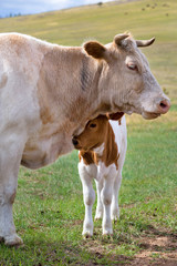 View of a calf near mother on a summer pasture