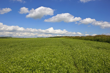 pea field with hedgerow