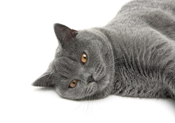 cat (breed scottish-straight, age 6.5 months) on white backgroun