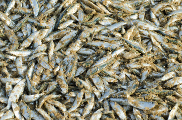 small fish on sand after fishing in India sea beach