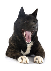 american akita