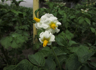Fototapeta premium Blooming potatoes