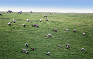 Fototapeta premium Single sheep grazing on a meadow