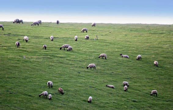 Single sheep grazing on a meadow