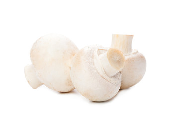 mushroom on white