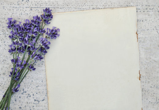 Alte leere Buchseite und Lavendel