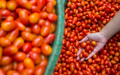 Heap of fresh ripe cherry plum tomatoes in hand