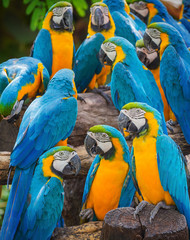 group of colorful macaws