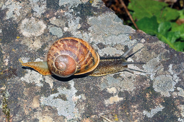 Caracol romano, helix pomatia, Sauceda, Hurdes, España