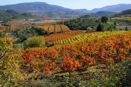 Vignes en corbi&egrave;res