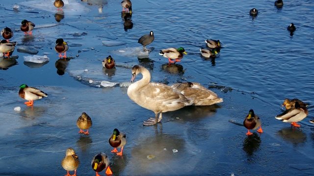Enten und Schwaene im Winter vid 01