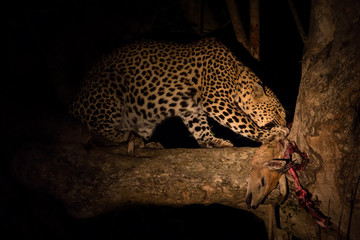 Hungry leopard eat dead prey in tree at night