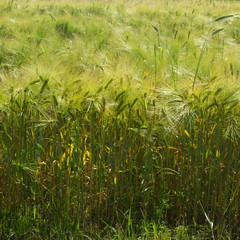 organic green wheat close up