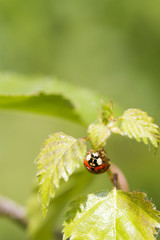 ladybird