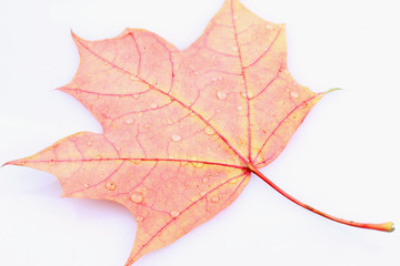 leaves with drops of water (isolated)