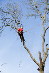 An arborist cutting a tree with a chainsaw