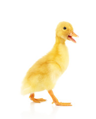 Little cute duckling isolated on white