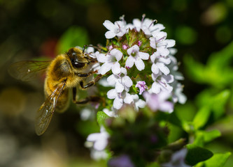 Bee on flower