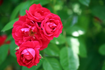 Beautiful roses on green bush