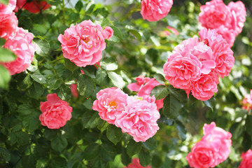 Beautiful roses on green bush