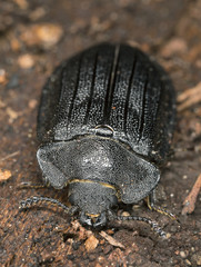 Peltis grossa, Trogossitidae on wood