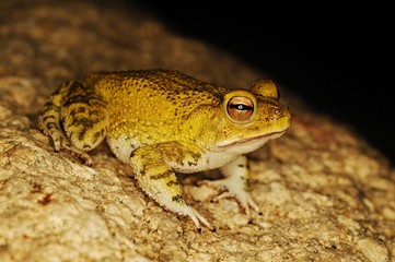 Fototapeta premium sapo