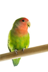 Rosy faced lovebird perched on a wooden rod