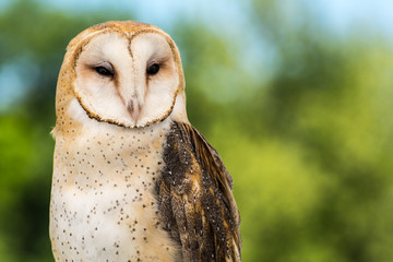 Barn Owl