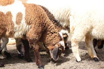 White and brown sheep.