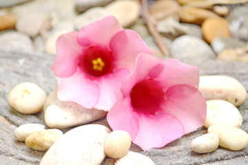 Closeup Saritaea magnifica Duyand