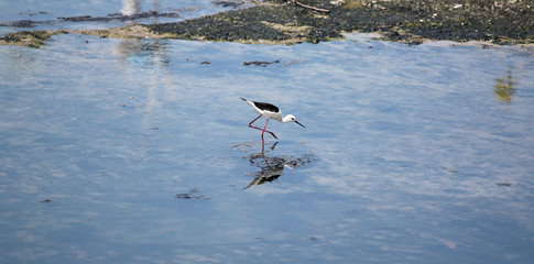 Black-winged Stilt (Himantopus himantopus).