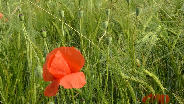 Papaver rhoeas Klatschmohn Coquelicot Мак самосейка Papavero