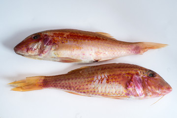 Two raw red fishes (mullus barbatus)