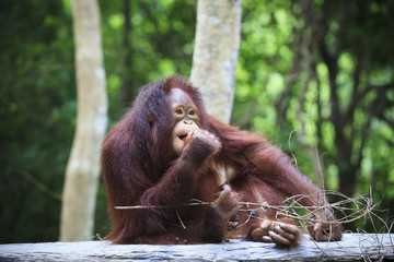 indonesia orangutan with nature blurry background use for animal © stockphoto mania