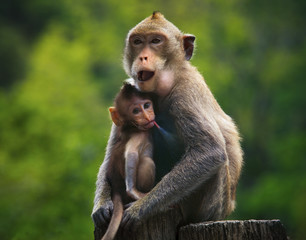 monkey mother and baby drinking milk