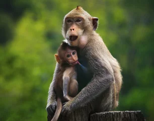 Crédence de cuisine en verre imprimé Singe monkey mother and baby drinking milk