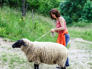 Naklejka premium Walking with the farm sheep