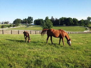 Country landscape with horses