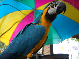 Blue and Gold Macaw