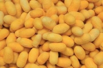 Silkworm Cocoon