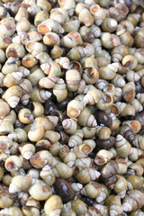 many nautilus or ammonite.