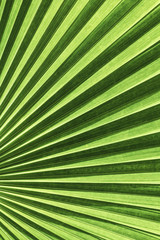 Obraz premium Vanuatu fan palm leaf with diagonal lines