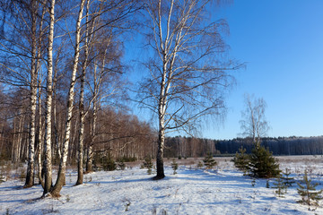 Horizontal landscape with birches glove