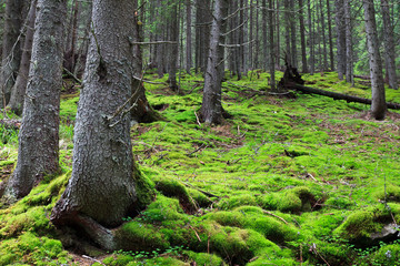 pine forest